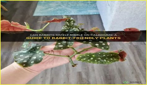 Do rabbits eat caladiums?